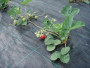 Агротекстиль Agrojutex 100г/м2 - 1x50м Агротекстиль Agrojutex 100г/м2 - 1x50м